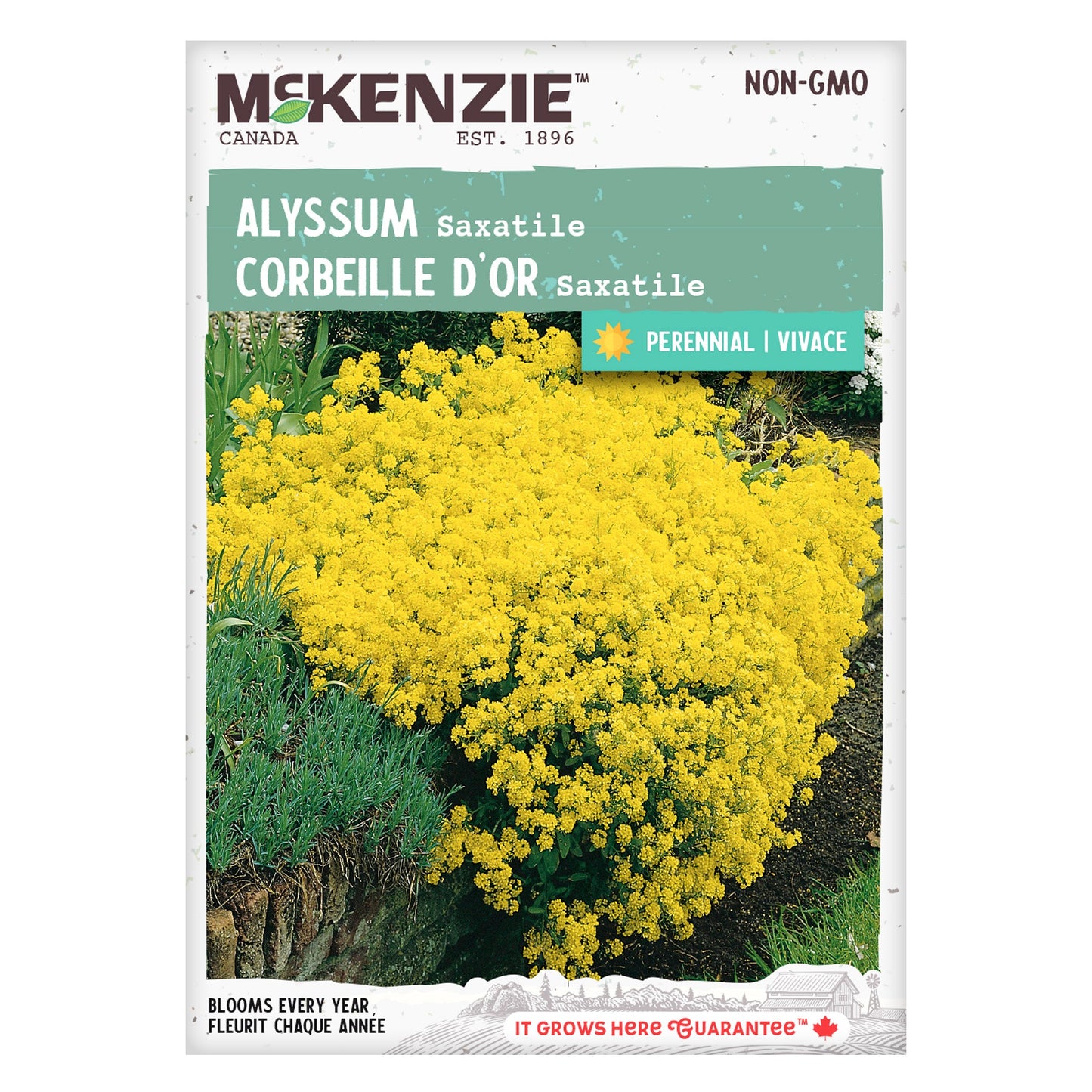 Alyssum, Saxatile Seeds Aurinia saxatilis