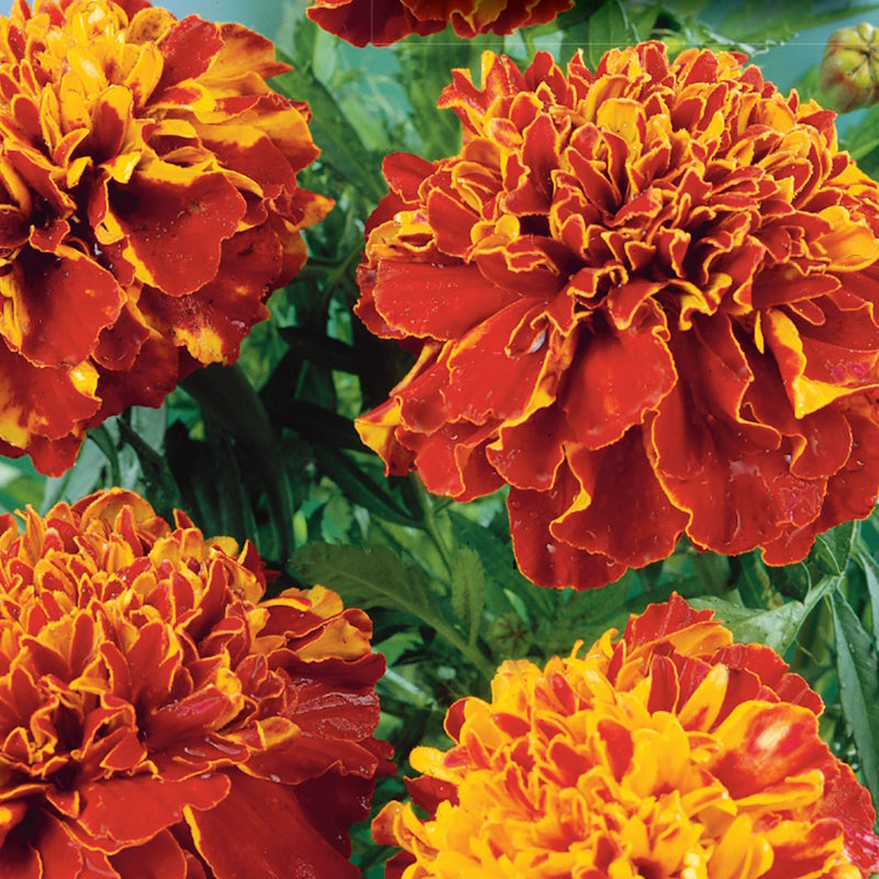 Marigold, French Double Dwarf Seeds Tagetes patula