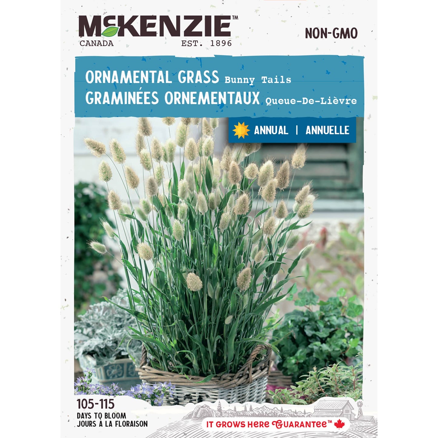 Ornamental Grass, Bunny Tails Seeds Lagurus ovatus
