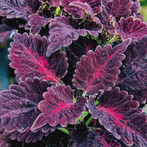 black dragon coleus