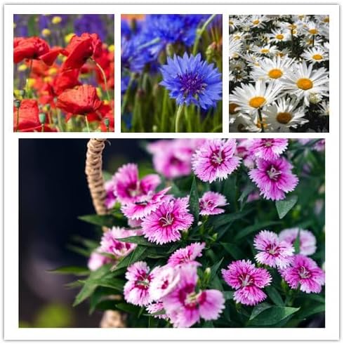Mixed Wildflower Seeds - 2 Ounces of Perennial & Annual Varieties - Over 50,000 Seeds for Vibrant Garden Planting