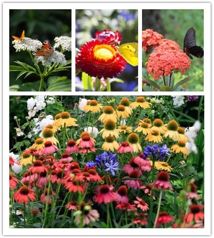 Mixed Wildflower Seeds - 2 Ounces of Perennial & Annual Varieties - Over 50,000 Seeds for Vibrant Garden Planting