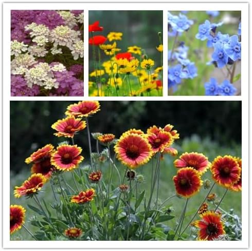 Mixed Wildflower Seeds - 2 Ounces of Perennial & Annual Varieties - Over 50,000 Seeds for Vibrant Garden Planting