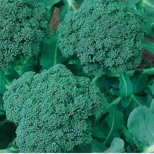 Broccoli Seeds for Planting Waltham 29 (2 Packs Approx. 1200 Seeds-20 Grams) Made in Canada Heirloom Microgreens Heirloom Salad Garnishes Vegetable Gardening