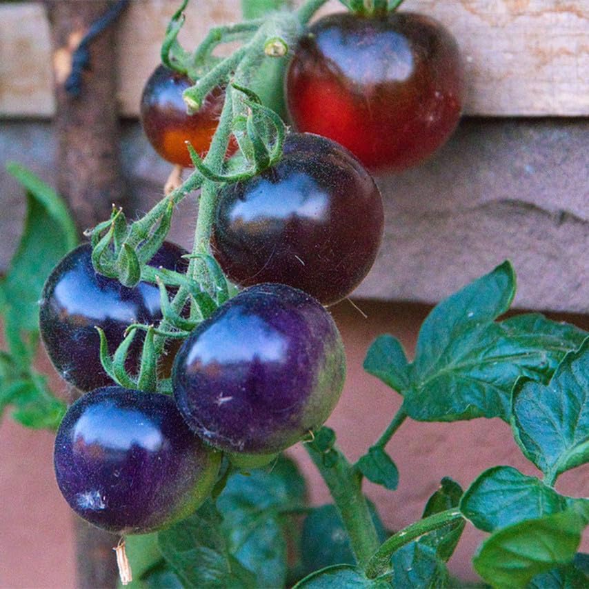 300 Premium Purple Tomato Seeds for Planting - Heirloom Vegetable Seeds for Home Garden