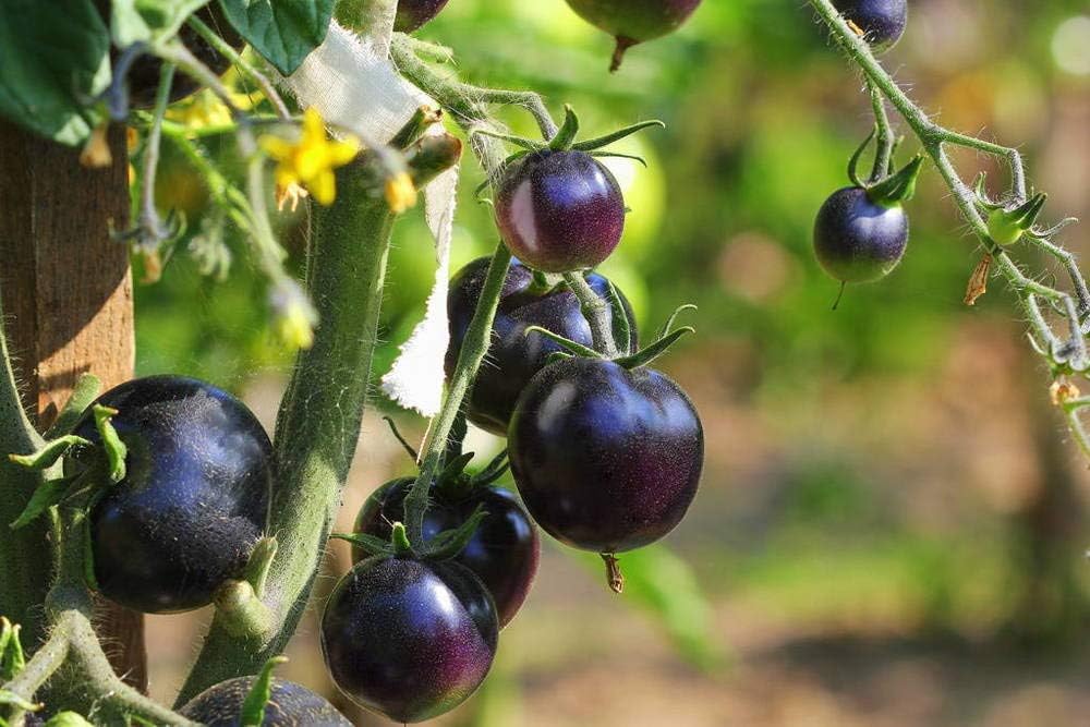 300 Premium Purple Tomato Seeds for Planting - Heirloom Vegetable Seeds for Home Garden