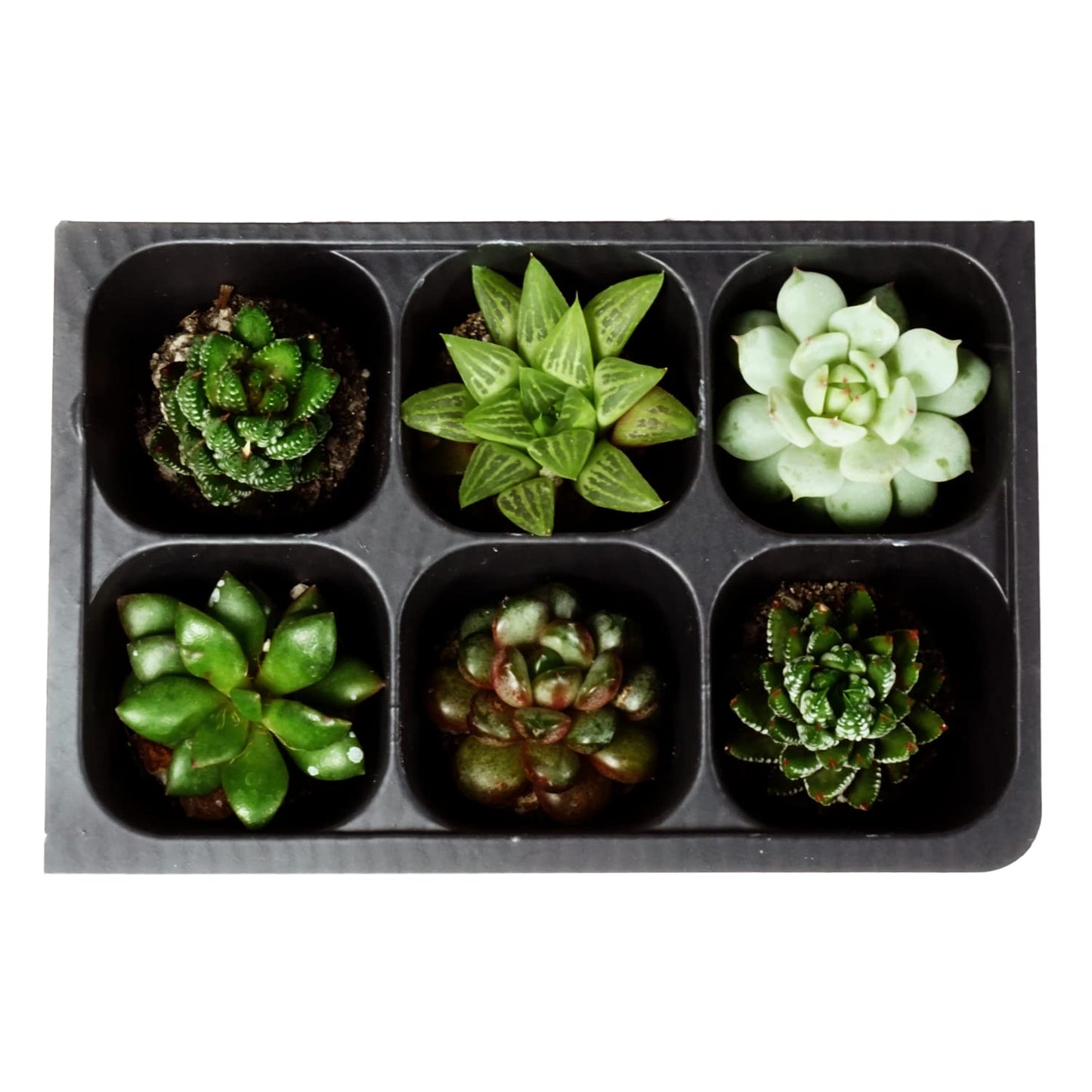 Seedling Starter Trays, 144 Cells (24 Trays - 6 Cells Per Tray) + THCity Stakes