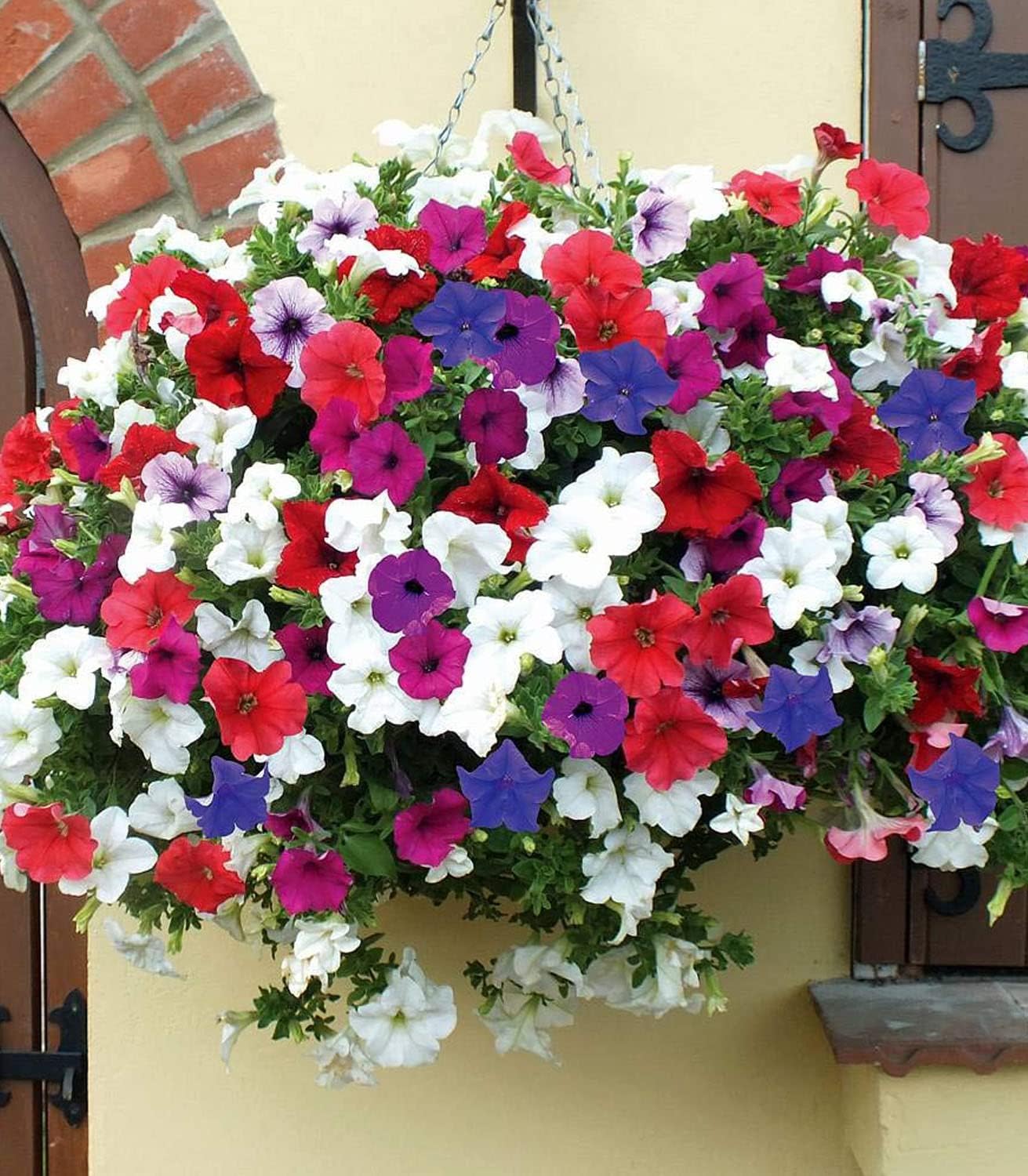 Organic Petunia Seeds – 100% Natural & Non-GMO, High Germination, Open-Pollinated & Reproducible – 2100-2400 Seeds