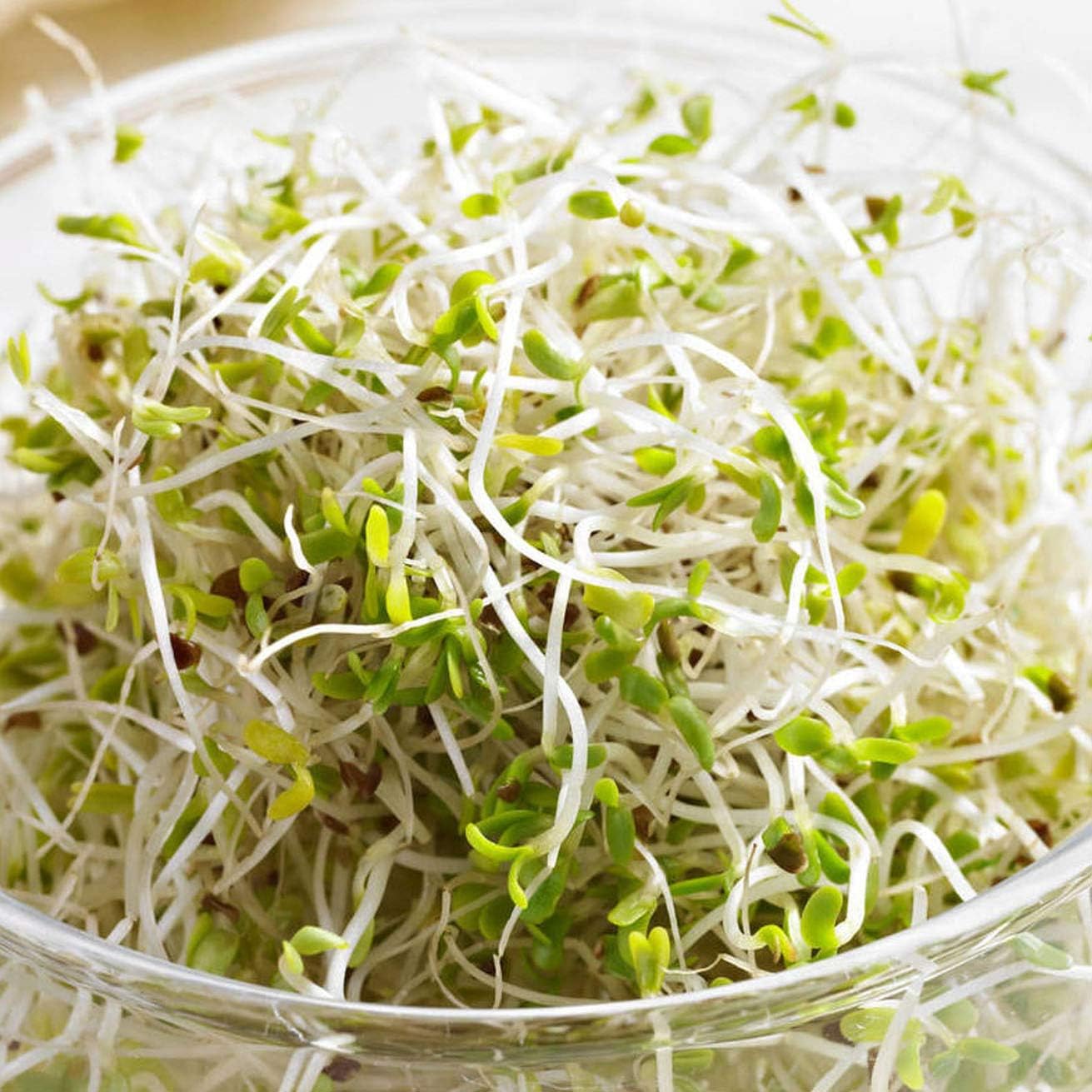 Organic Soy Bean Sprouts Seeds– 100% Natural & Non-GMO, High Germination, Open-Pollinated & Reproducible – Ideal for Home Gardens & Farms – 32-48 Seeds