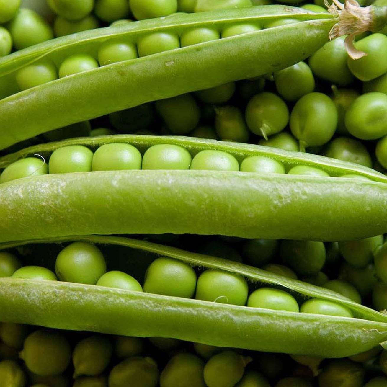 Pea Rondo Certified Organic Seeds for Planting, , Contains Between 60 and 120 Seeds