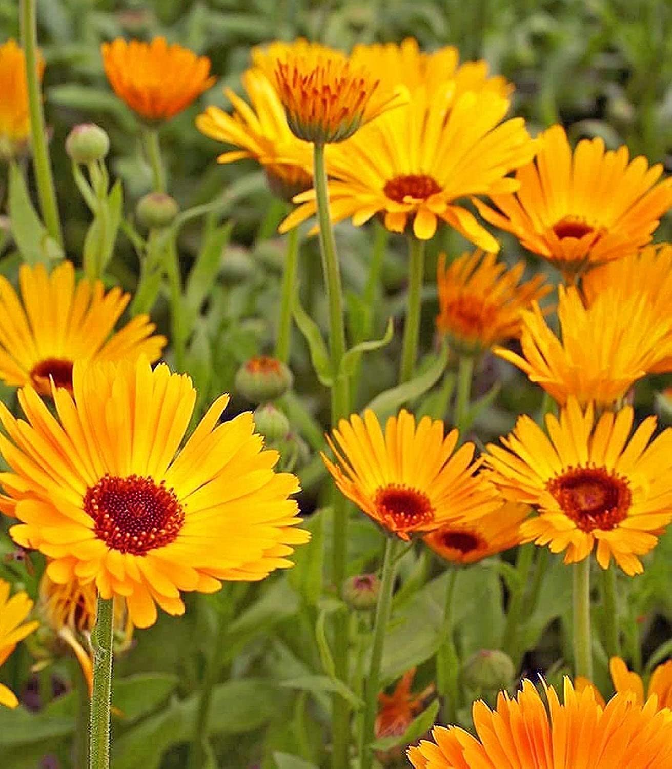 Certified Organic Calendula Seeds – 100% Natural & Non-GMO, High Germination, Open-Pollinated & Reproducible – Ideal for Home Gardens & Farms – 150-175 Seeds