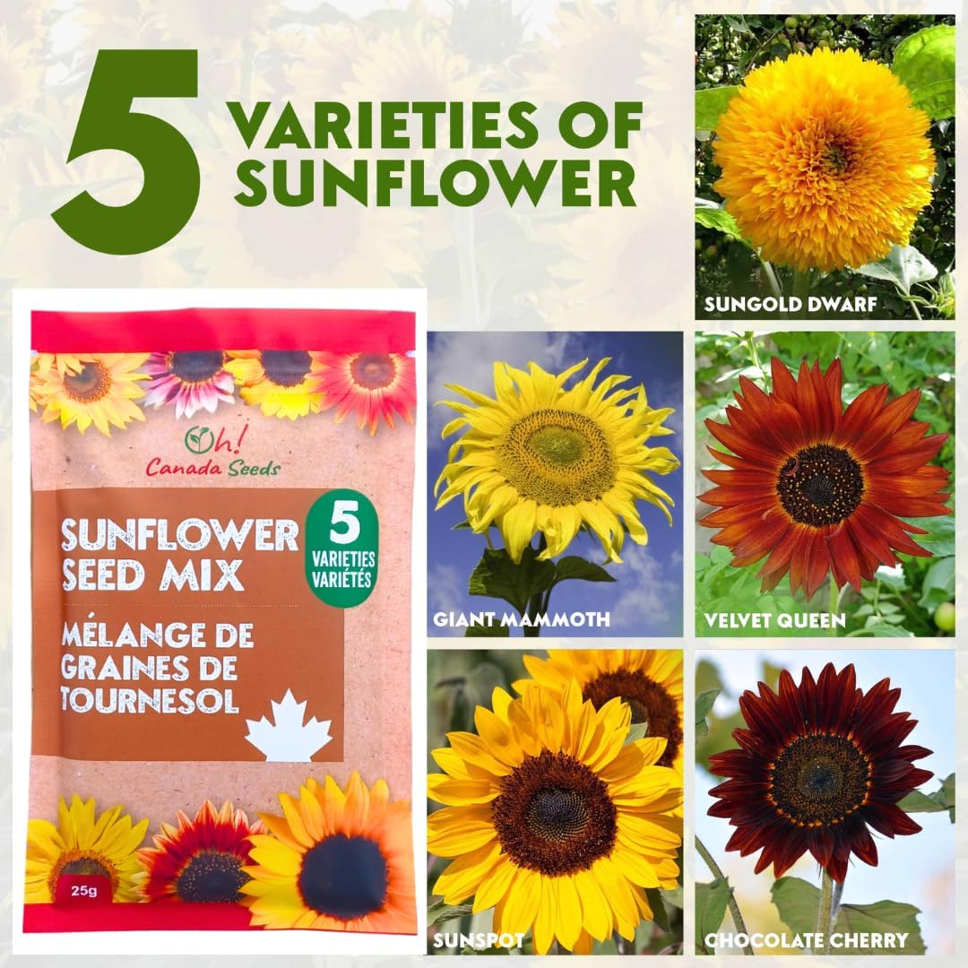 Mixed Sunflower Seeds for Planting Canada - 5 Varieties of Flower Seeds for Your Flower Garden, Flower Seeds for Cut Flowers Pollinator Butterfly and Bird Friendly