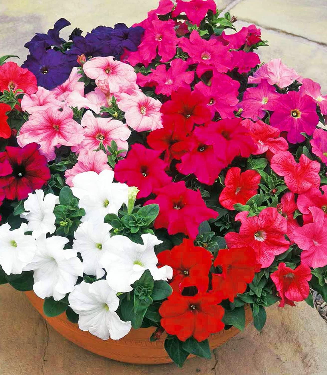 Organic Petunia Seeds – 100% Natural & Non-GMO, High Germination, Open-Pollinated & Reproducible – 2100-2400 Seeds