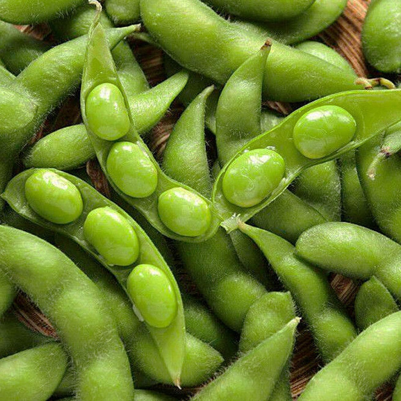 Organic Soy Bean Sprouts Seeds– 100% Natural & Non-GMO, High Germination, Open-Pollinated & Reproducible – Ideal for Home Gardens & Farms – 32-48 Seeds