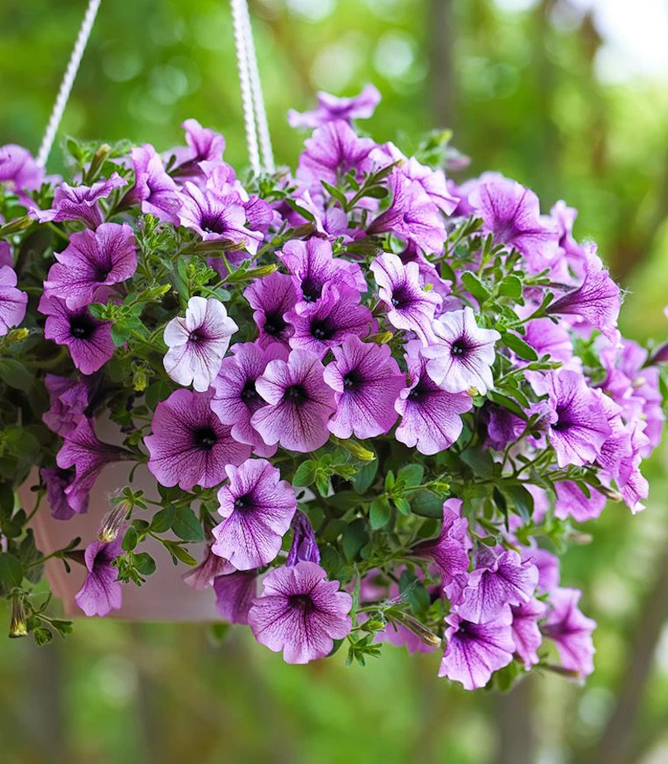 Organic Petunia Seeds – 100% Natural & Non-GMO, High Germination, Open-Pollinated & Reproducible – 2100-2400 Seeds