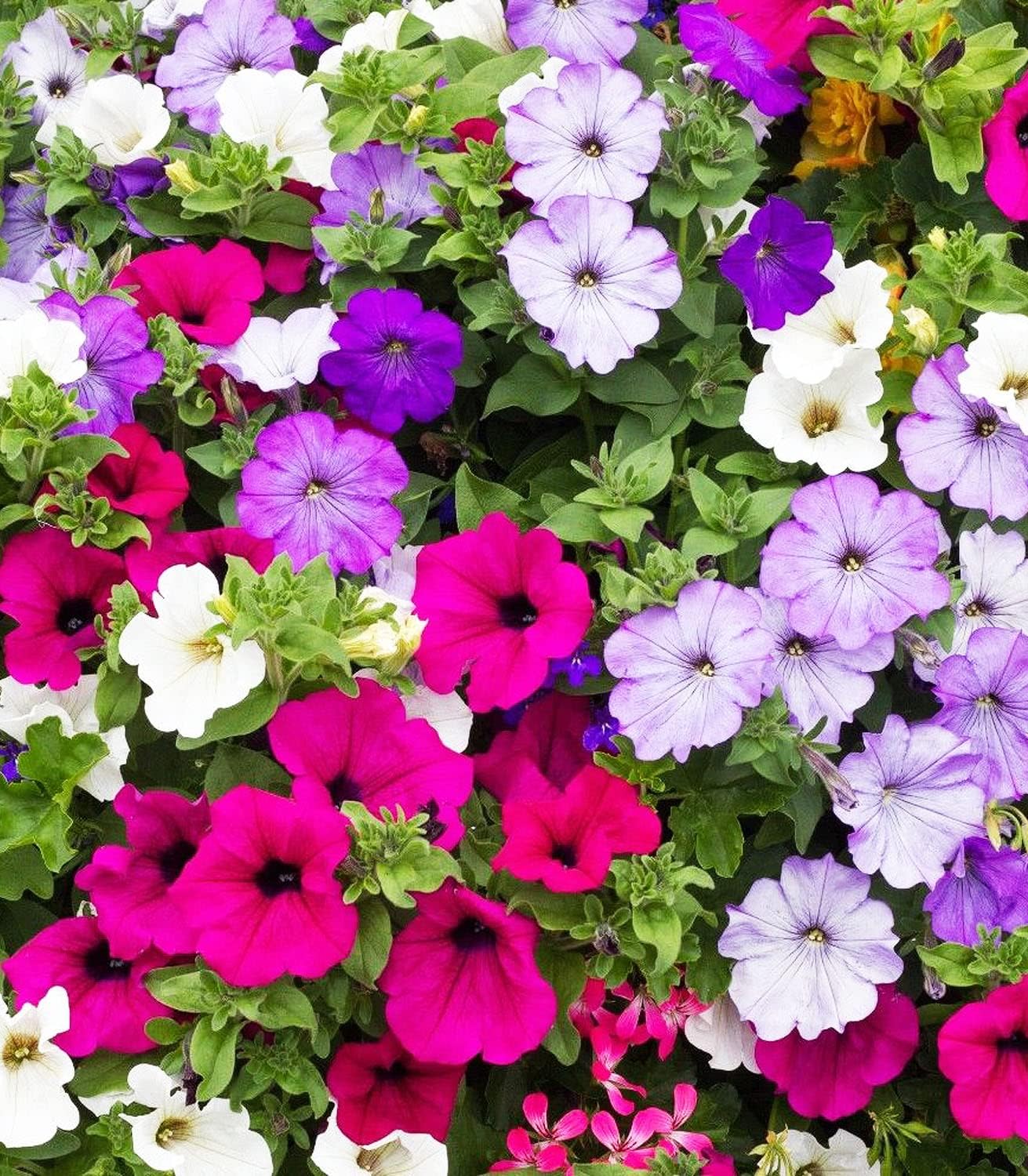 Organic Petunia Seeds – 100% Natural & Non-GMO, High Germination, Open-Pollinated & Reproducible – 2100-2400 Seeds