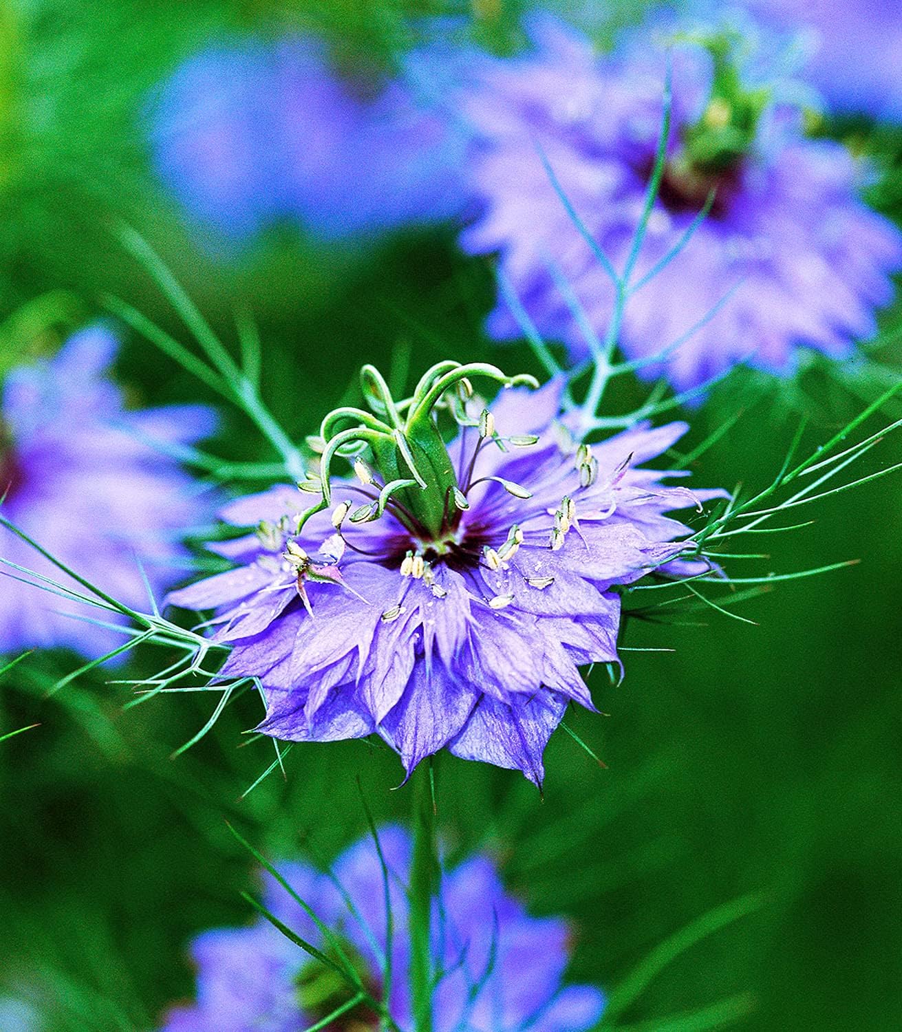 Organic Black Cumin Seeds – 100% Natural & Non-GMO, High Germination, Open-Pollinated & Reproducible – Ideal for Home Gardens & Farms – 200-250 Seeds