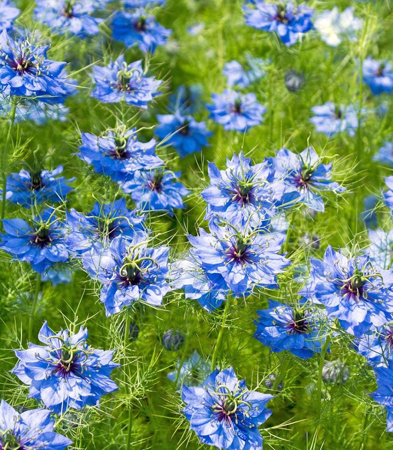 Organic Black Cumin Seeds – 100% Natural & Non-GMO, High Germination, Open-Pollinated & Reproducible – Ideal for Home Gardens & Farms – 200-250 Seeds