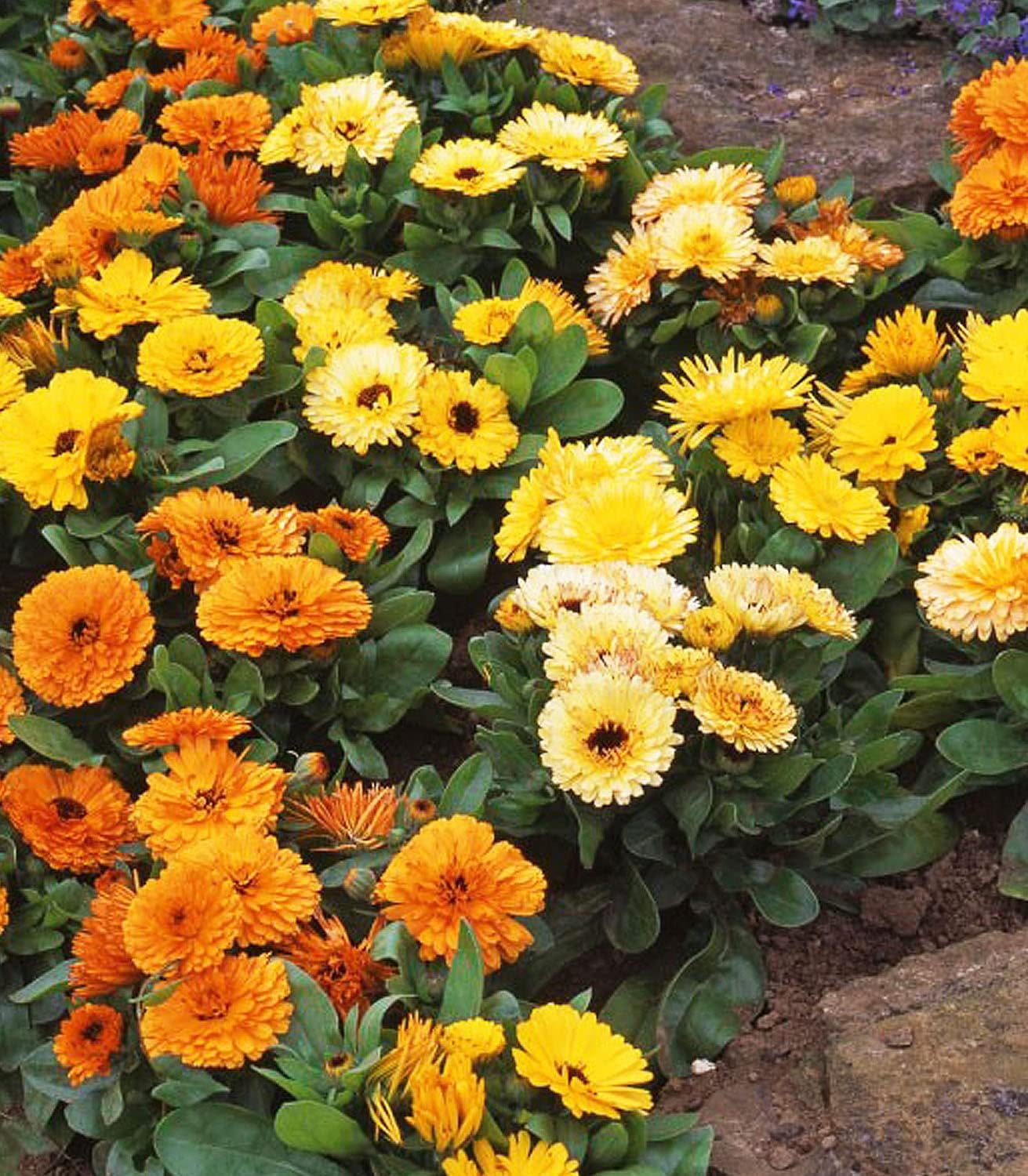 Certified Organic Calendula Seeds – 100% Natural & Non-GMO, High Germination, Open-Pollinated & Reproducible – Ideal for Home Gardens & Farms – 150-175 Seeds