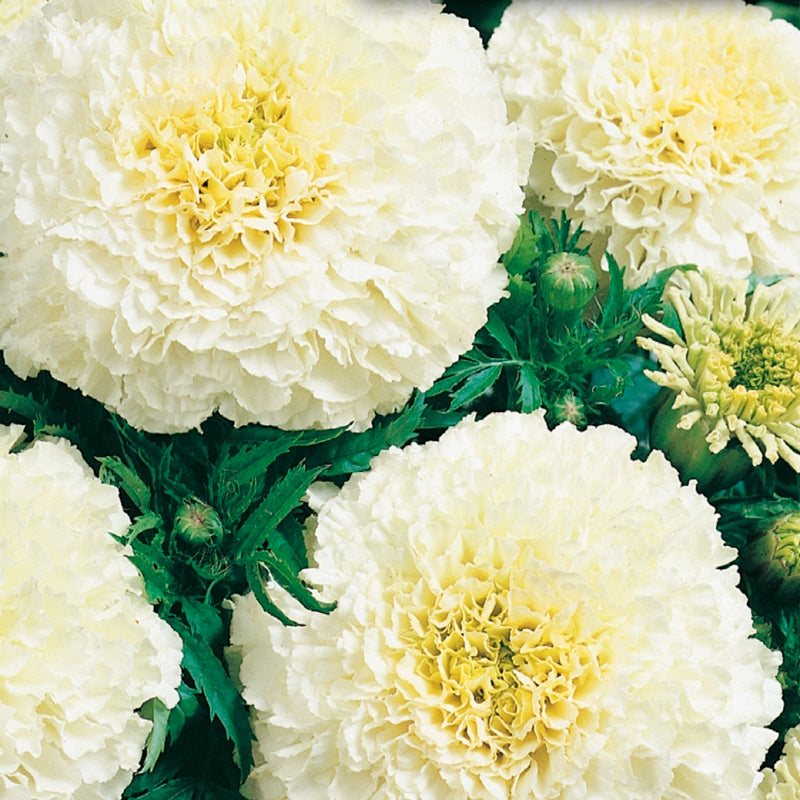 Marigold, Eskimo Seeds Tagetes erecta , African Marigold