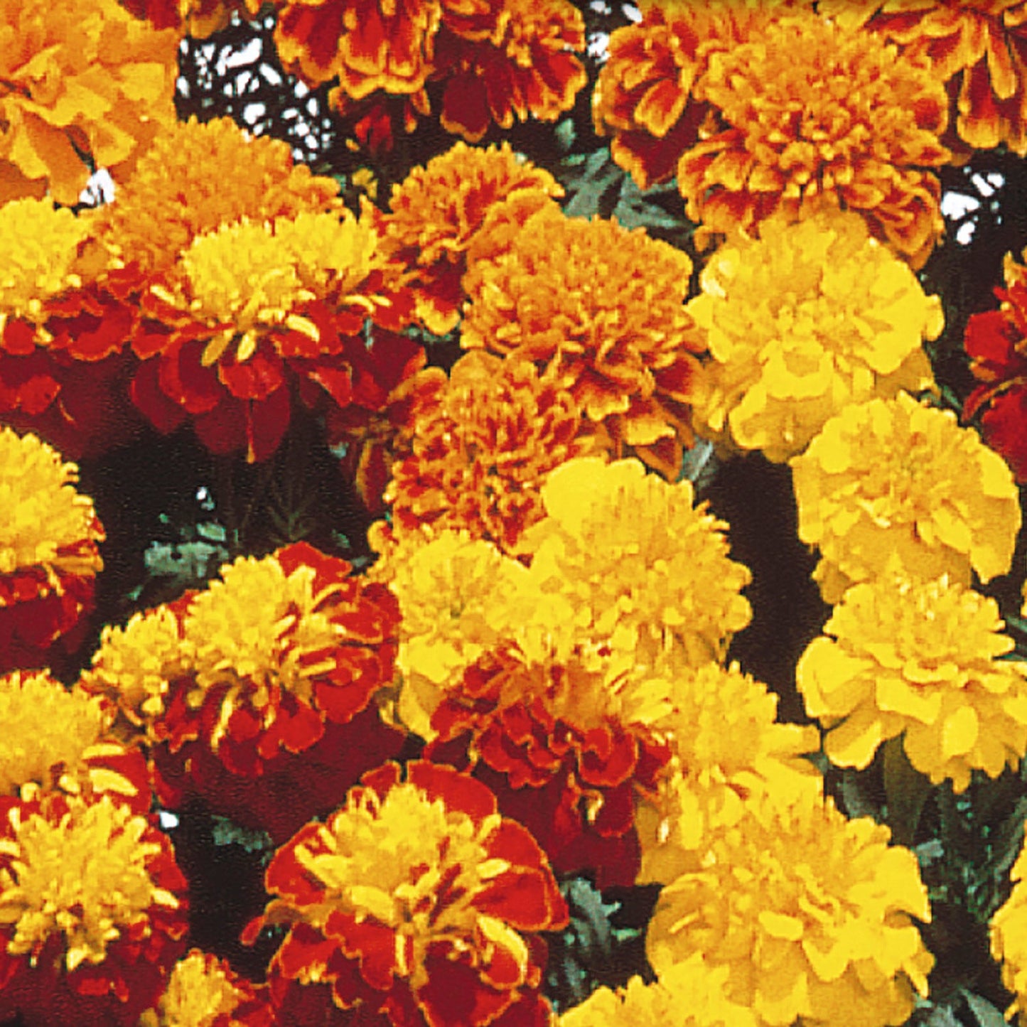 Marigold, Hero Mix F1 Hybrid Seeds Tagetes patula