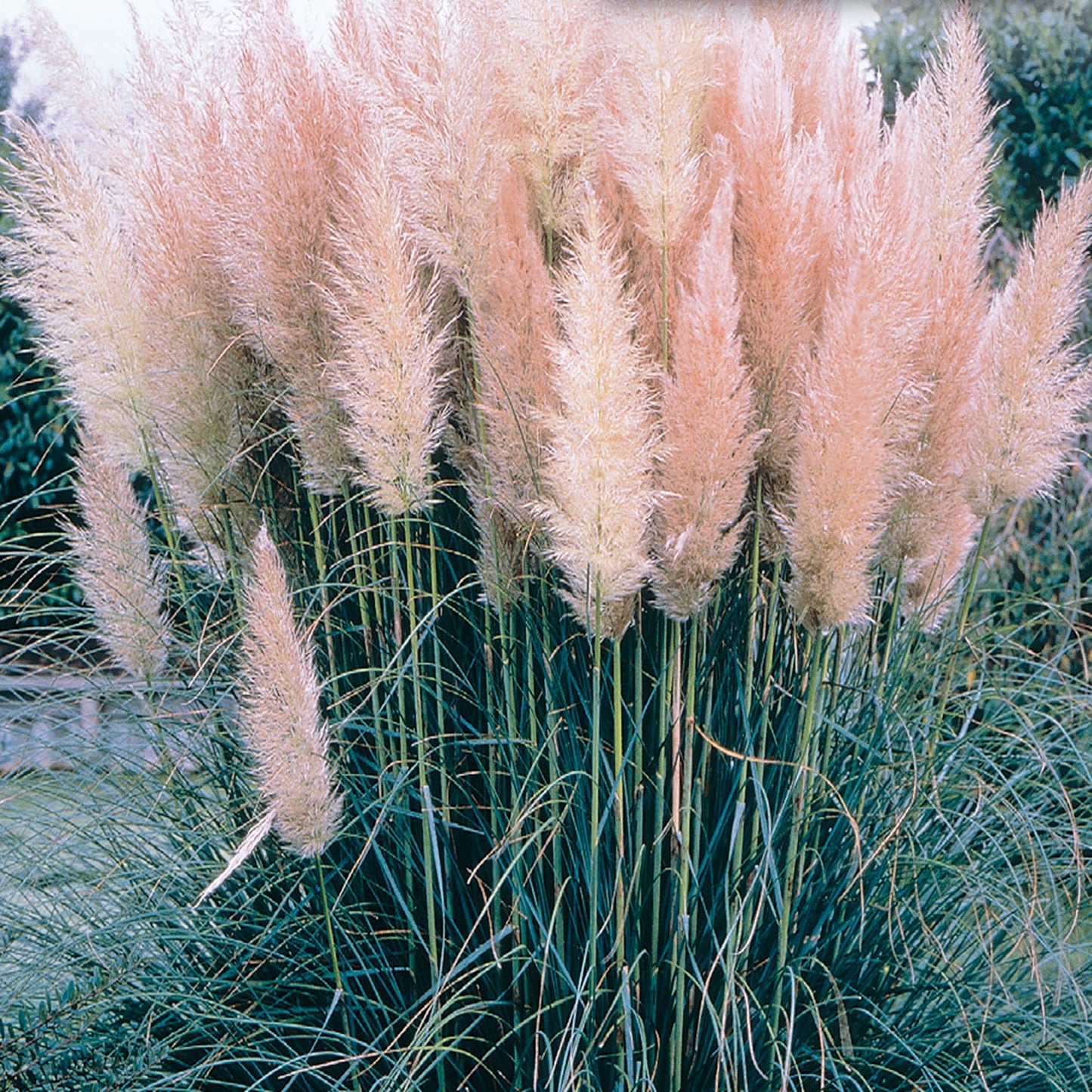 Pampas Grass, Pink Seeds