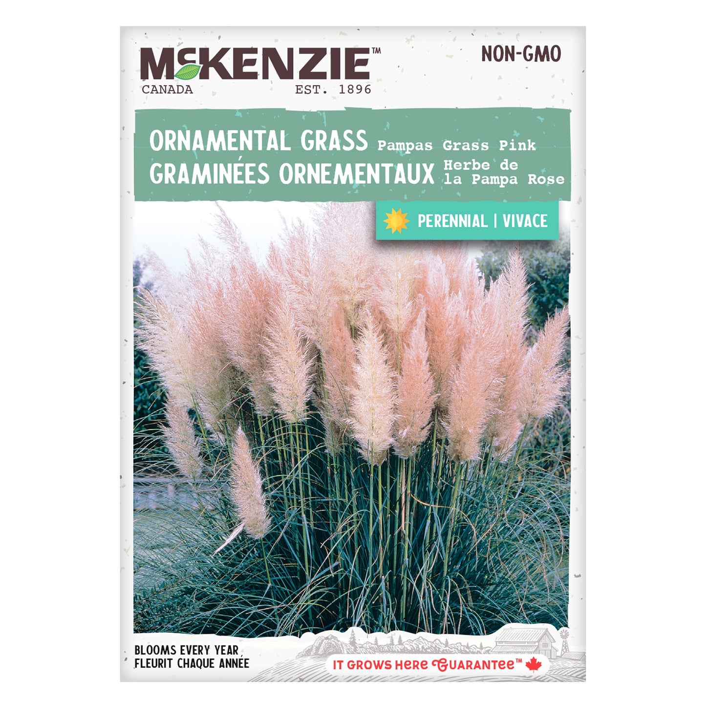 Pampas Grass, Pink Seeds