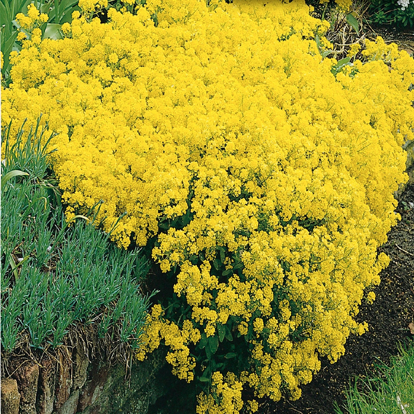 Alyssum, Saxatile Seeds Aurinia saxatilis