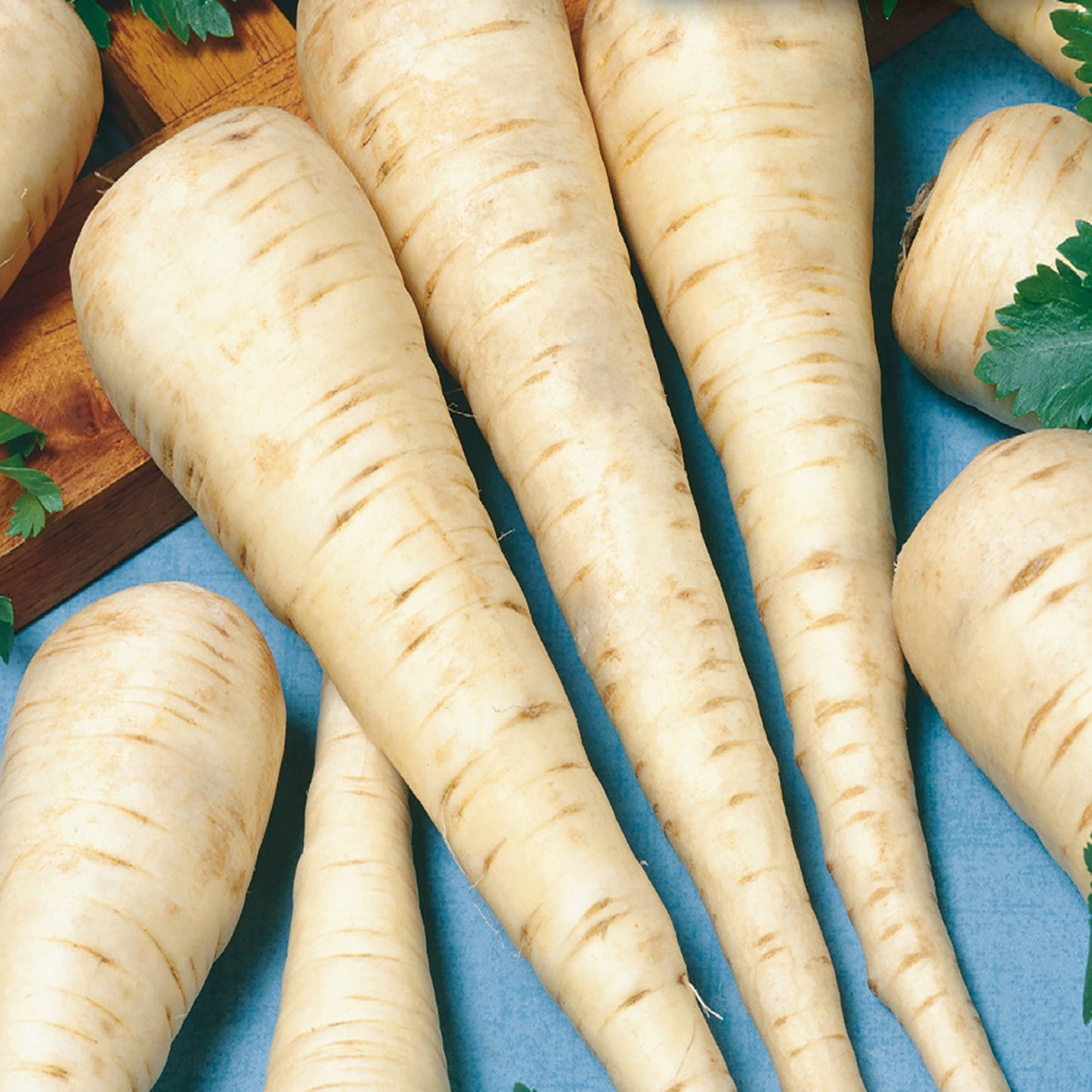 Parsnip, Hollow Crown Seeds Pastinaca sativa