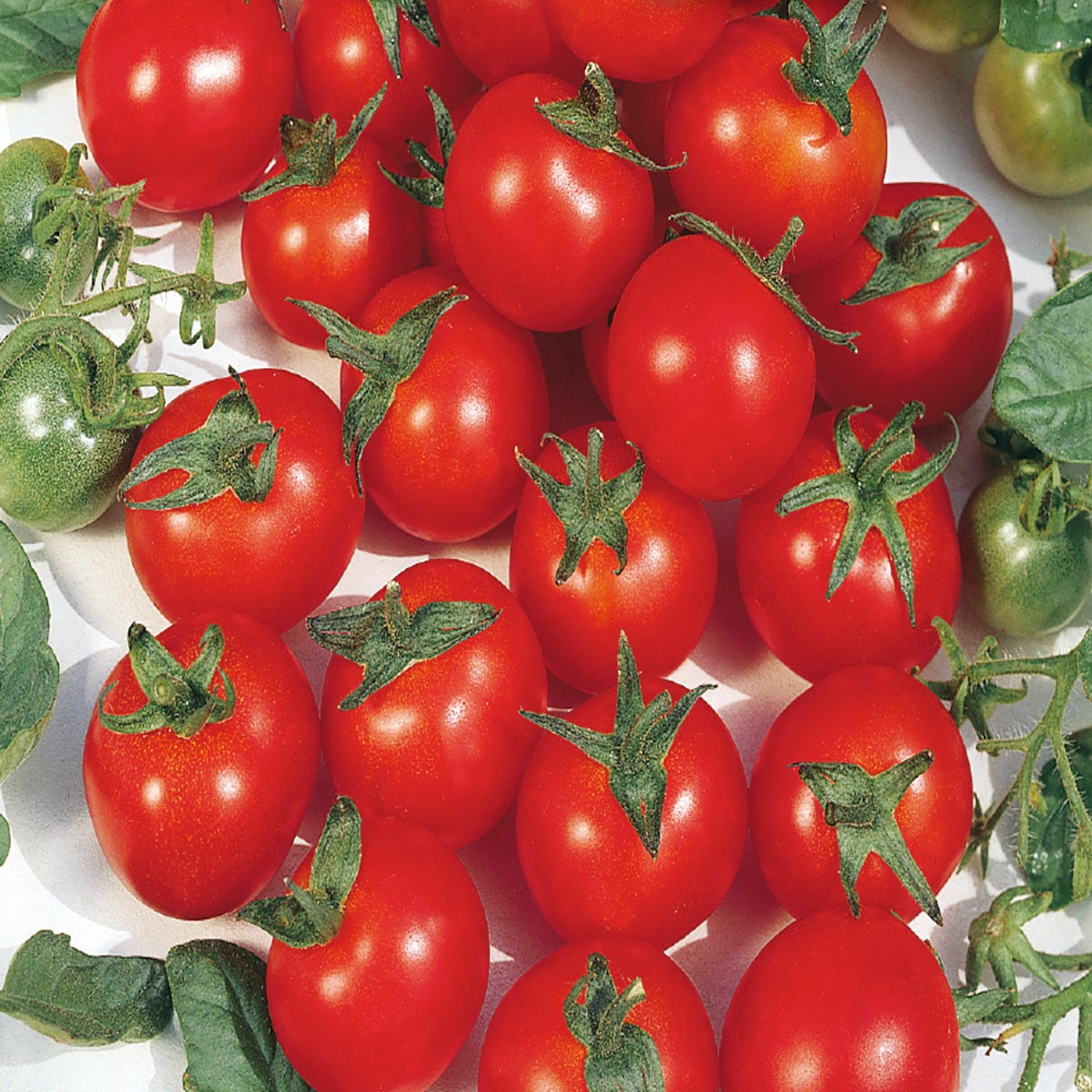 Tomato, Principe Borghese Seeds Lycopersicon esculentum
