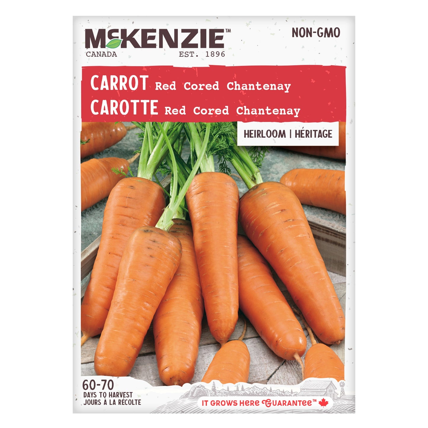 Carrot, Red Cored Chantenay Seeds Daucus carota subsp. Sativus