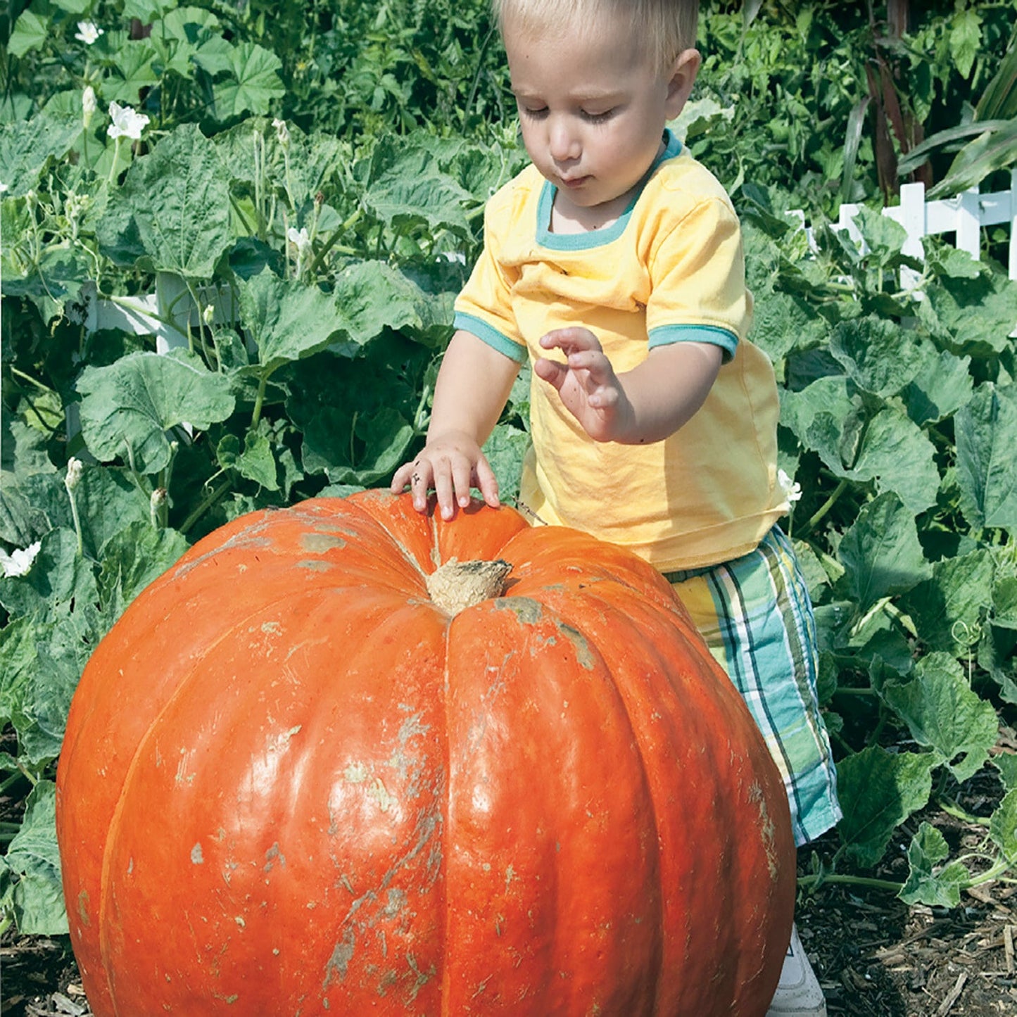 Pumpkin, Dill's Atlantic Giant PVP Seeds Cucurbita maxima