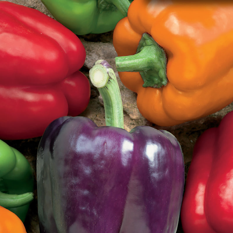Pepper, Rainbow Blend Organic Seeds Capsicum annuum