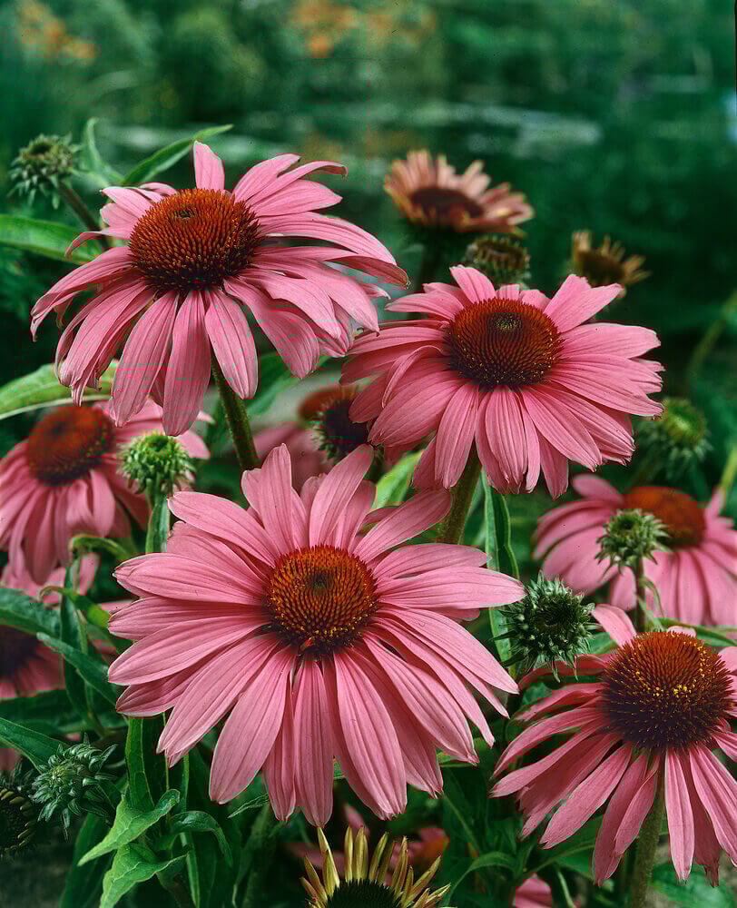 Purple Coneflower Seeds