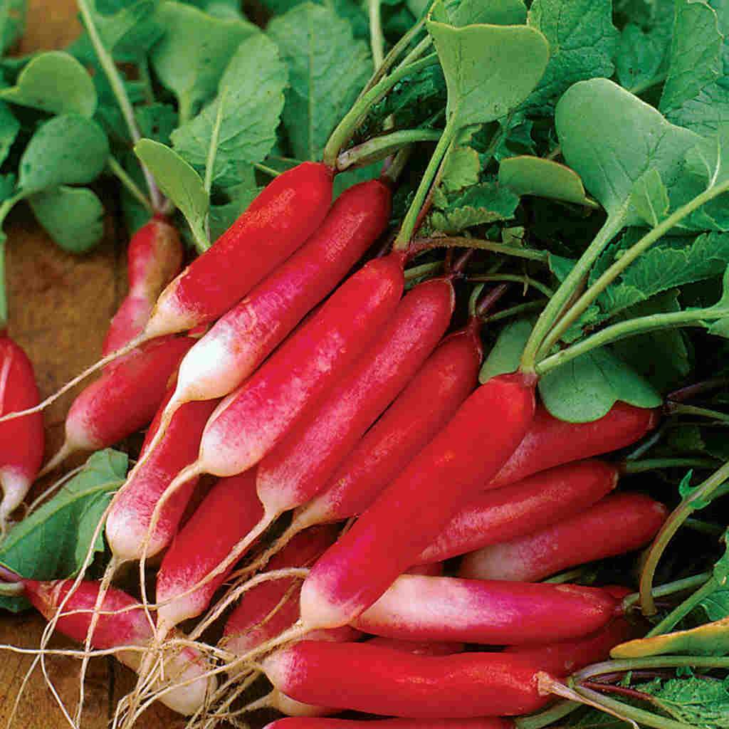Radish, French Breakfast Seeds Raphanus sativus