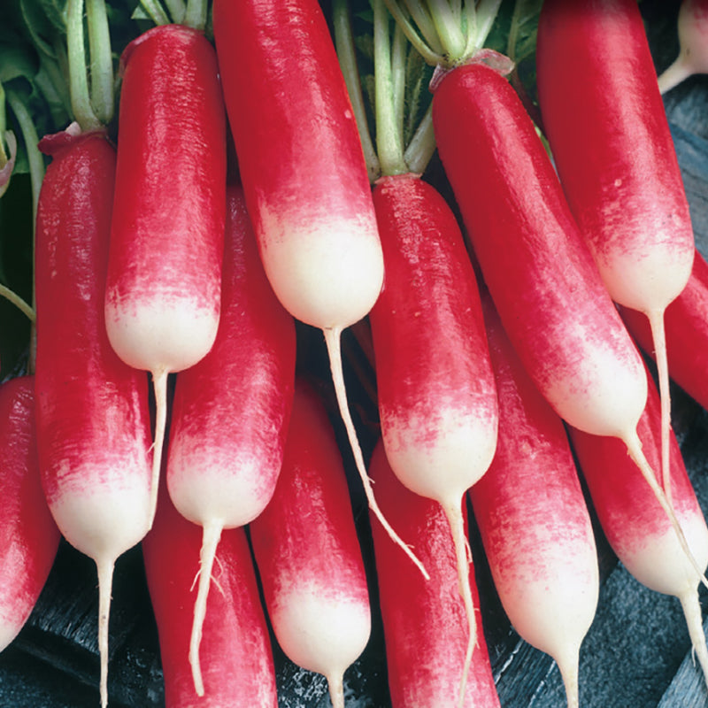 Radish, French Breakfast Seeds Raphanus sativus