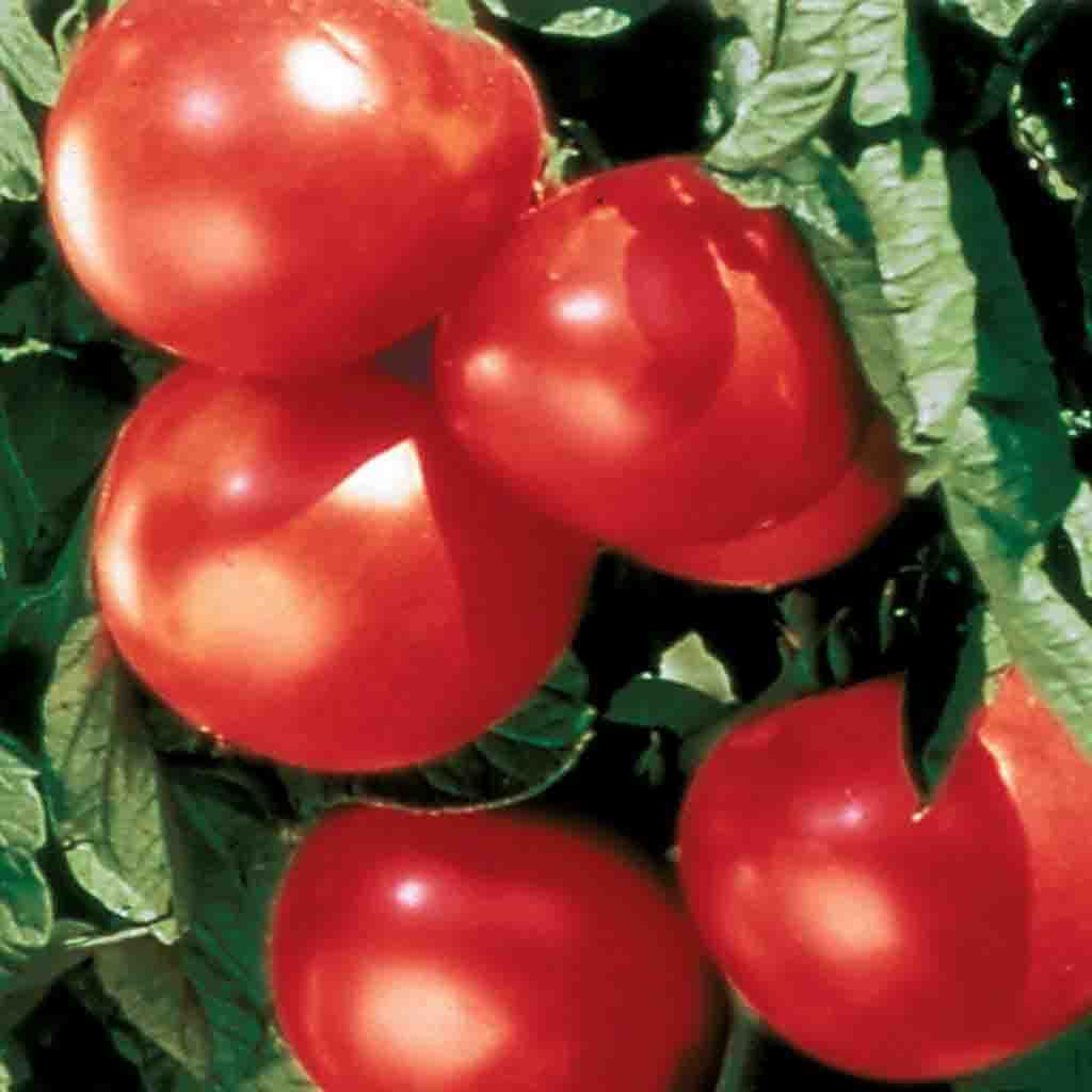 Tomato, Bonny Best Seeds Lycopersicon esculentum