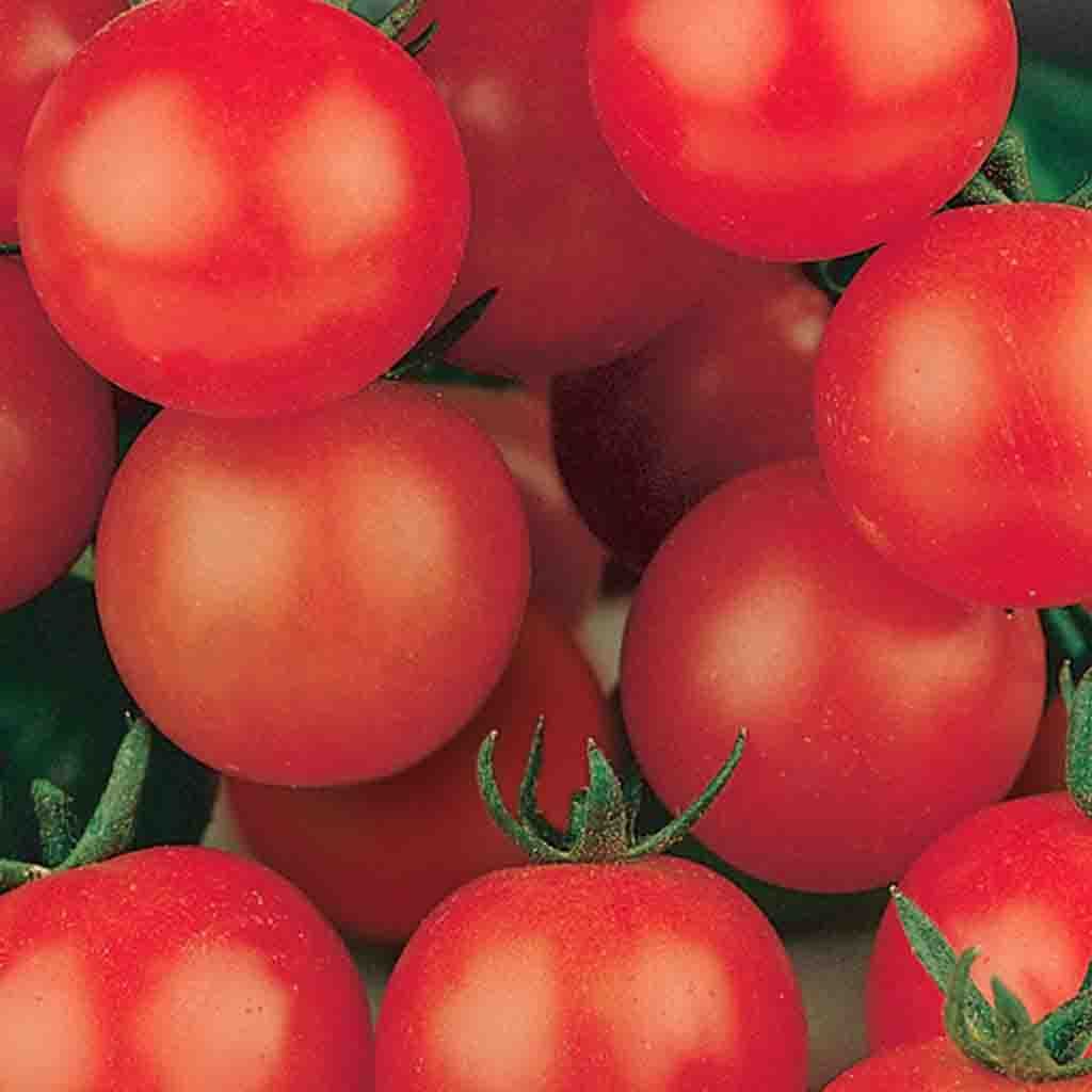 Tomato, Tiny Tim Seeds Lycopersicon esculentum