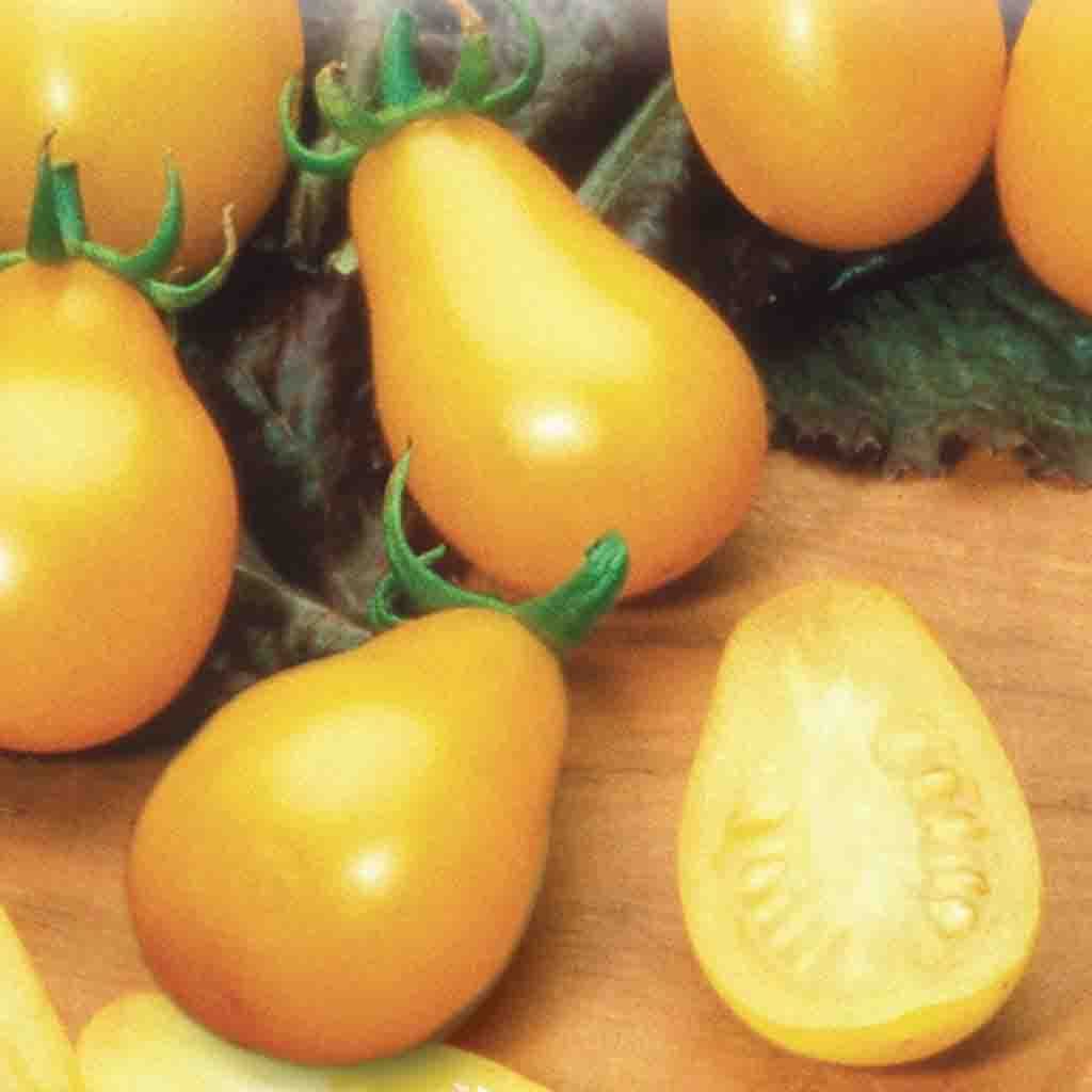 Tomato, Yellow Pearshaped Seeds Lycopersicon esculentum