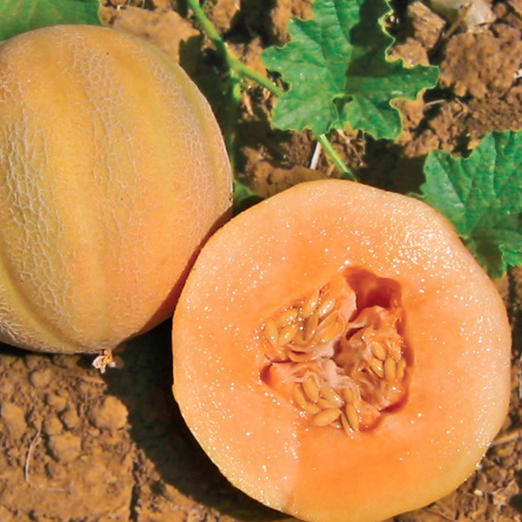 Cantaloupe, Minnesota Midget Seeds Cucumis melo