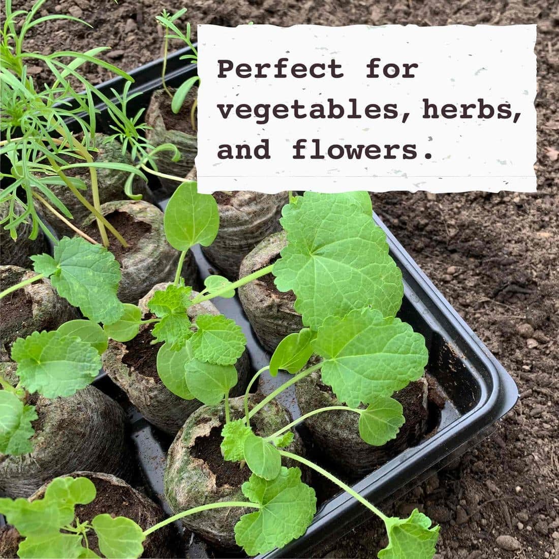 Jiffy Seed Starting 36mm Peat Pellets Refills (36 Pack)