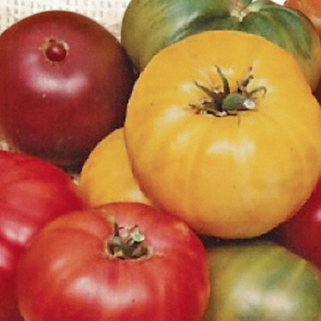 Tomato, Rainbow Blend Seeds Lycopersicon esculentum