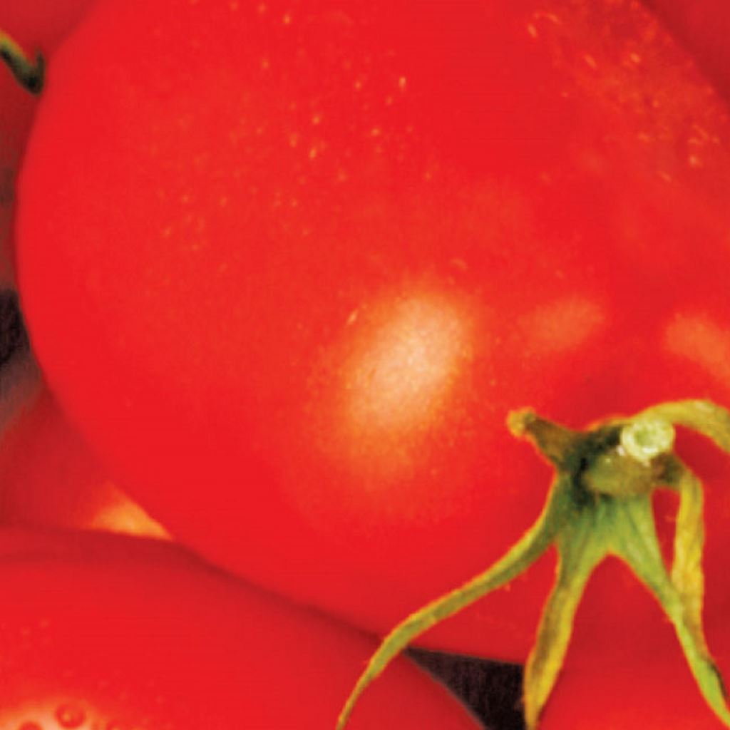 Tomato, Roma Organic Seeds Lycopersicon esculentum