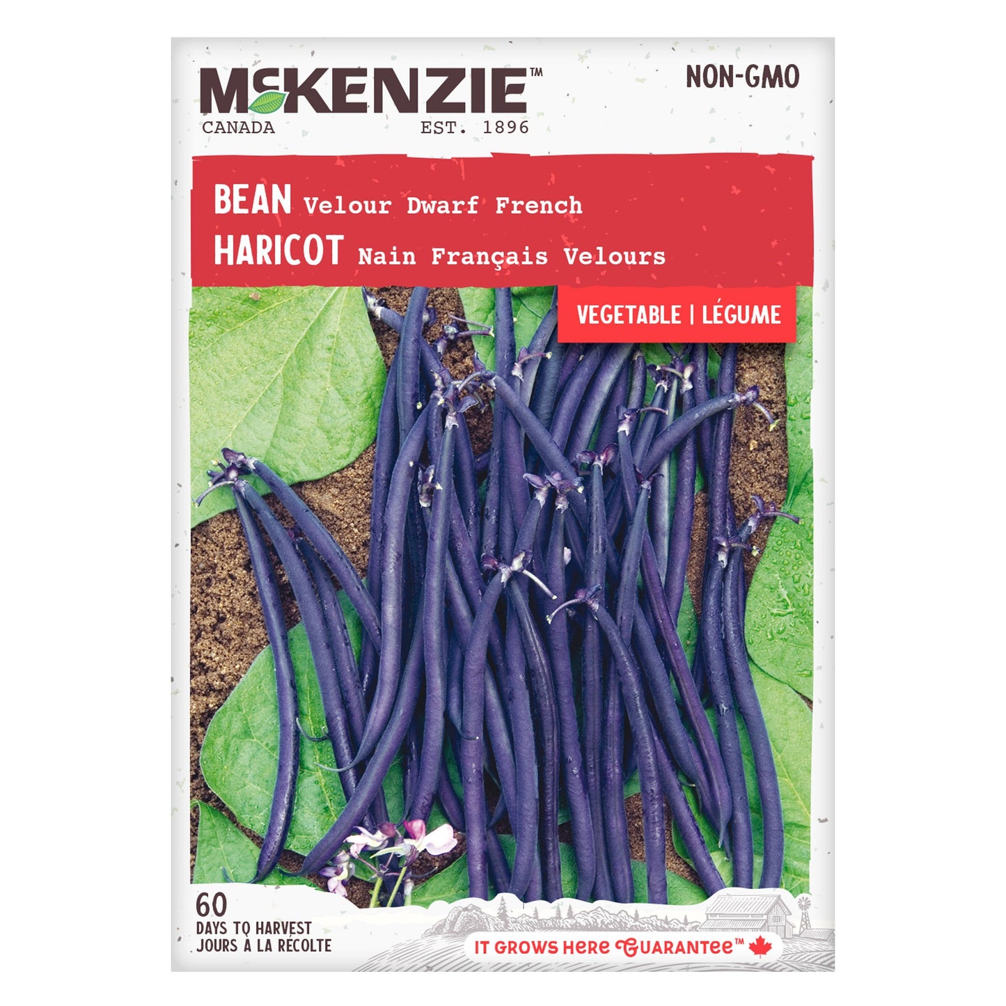Bean, Velour Dwarf French Bush Seeds Phaseolus vulgaris