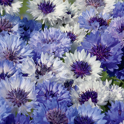 Bachelor Button, Fantastic Mixed Colors Seeds Centaurea cyanus