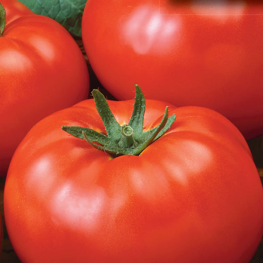 Tomato, Delicious Organic Seeds Lycopersicon esculentum