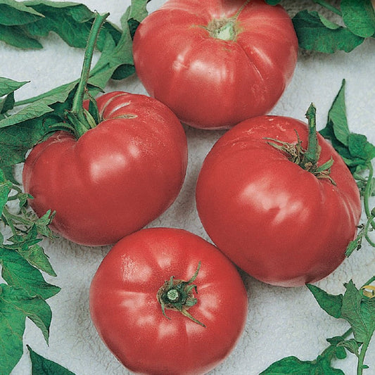 Tomato, Beef Maestro Hybrid Seeds Solanum Lycopersicum
