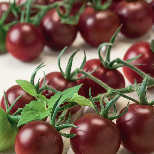 Tomato, Chocolate Cherry Seeds Lycopersicon esculentum