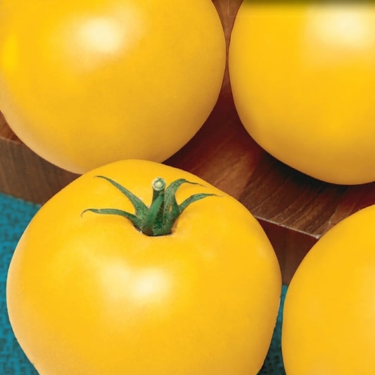 Tomato, Jubilee Seeds Lycopersicon esculentum
