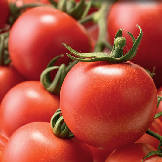 Tomato, Patio Choice Hybrid Seeds Lycopersicon esculentum